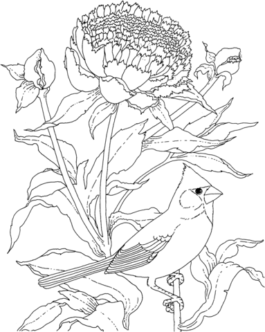 Cardinal and Peony Indiana Flower And Bird Coloring page