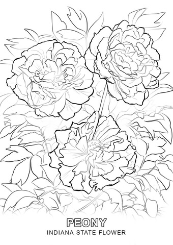 Indiana State Flower Coloring page