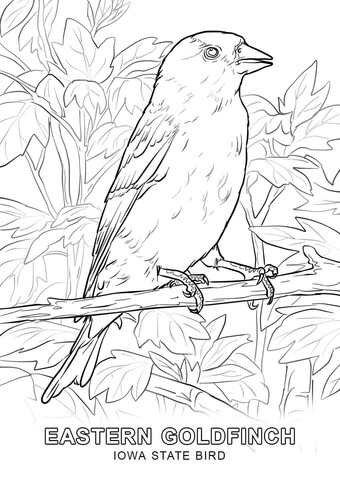 Iowa State Bird Coloring page