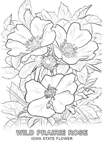 Iowa State Flower Coloring page