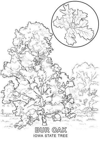 Iowa State Tree Coloring page