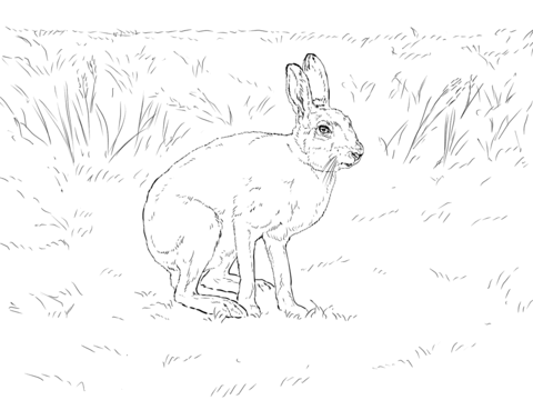 Mountain Hare Coloring page
