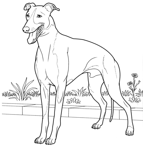 Italian Greyhound  Coloring page