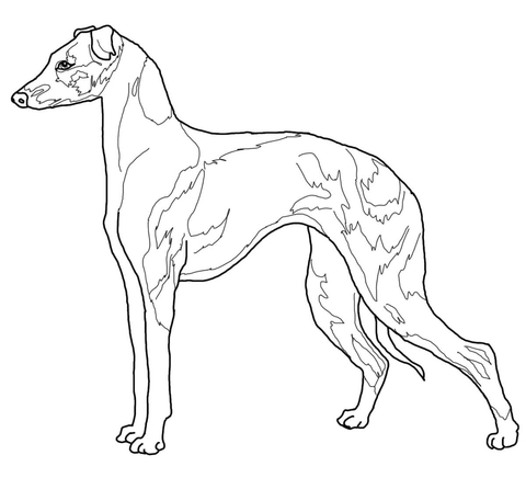 Italian Greyhound Coloring page