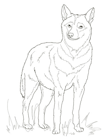 Italian Wolf Coloring page