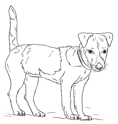 Jack Russell Terrier Coloring page