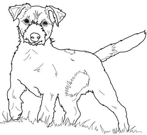 Jack Russell Terrier Coloring page