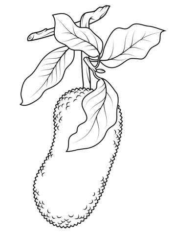 Jackfruit on branch Coloring page