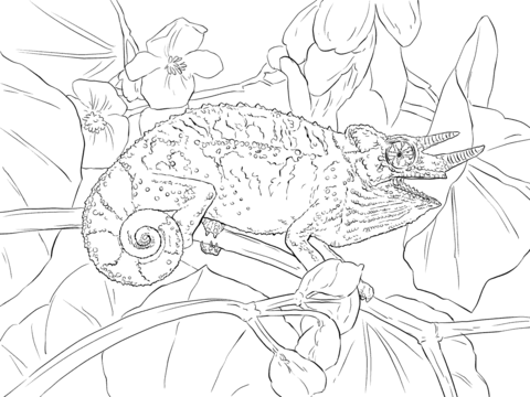 Jacksons Chameleon Coloring page