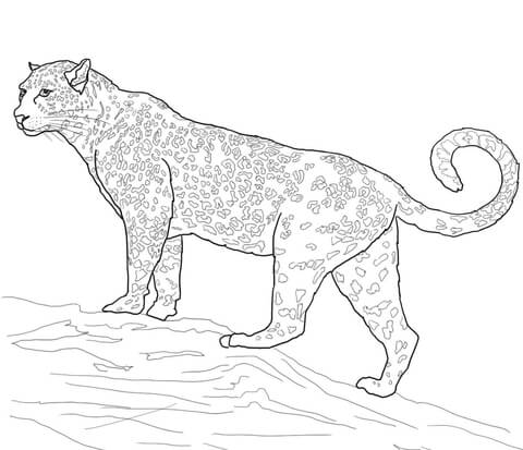Jaguar Big Cat Coloring page
