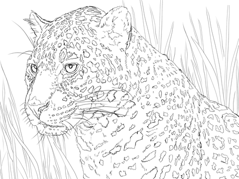 Jaguar Portrait Coloring page