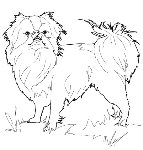 Japanese Chin Coloring page