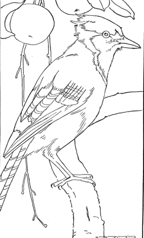 Jay Bird  Coloring page