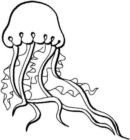 Jellyfish Coloring page