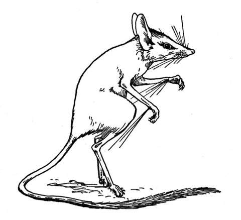 Jerboa Coloring page
