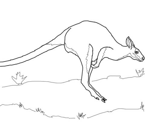 Jumping Wallaby Coloring page