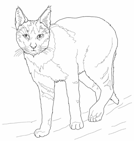 Jungle Cat Coloring page