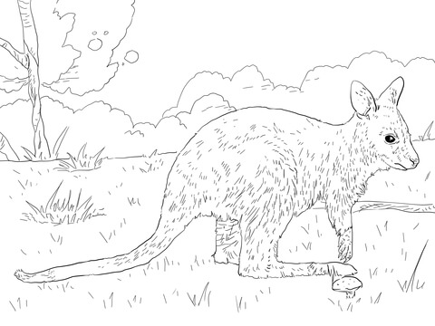 Juvenile Bennett's Wallaby Coloring page