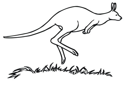 Kangaroo Marsupial Coloring page