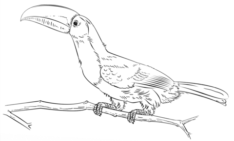 Keel Billed Toucan on the branch Coloring page