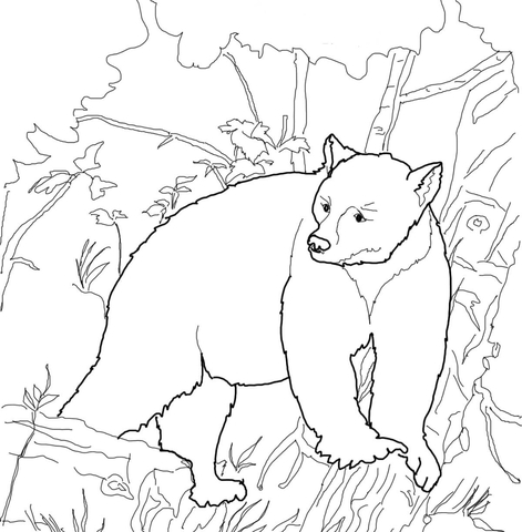 Kermode Bear Coloring page