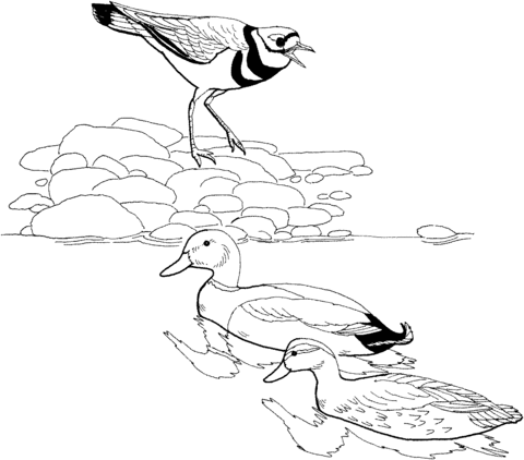 Killdeer Bird and Mallards Coloring page