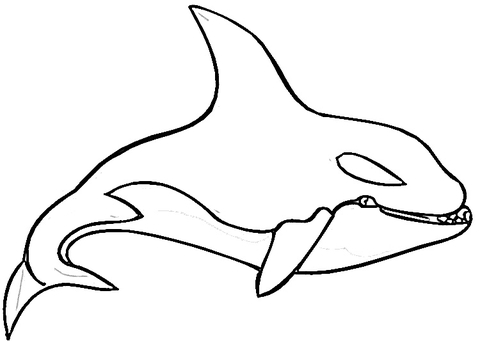 Killer Whale  Coloring page