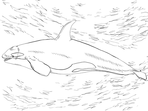 Killer Whale Orca Coloring page