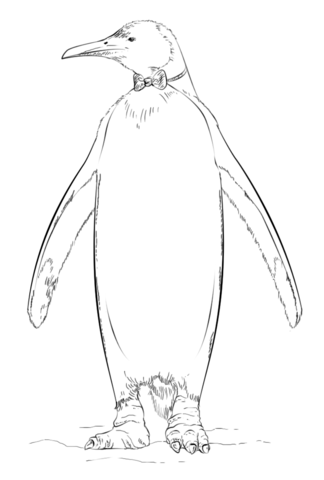 King penguin with a bow tie Coloring page