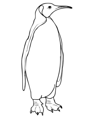 King Penguin from Falkland Islands Coloring page