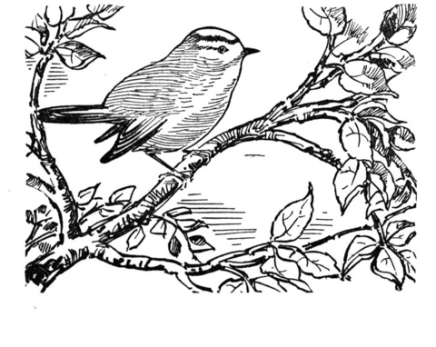 Kinglet Coloring page