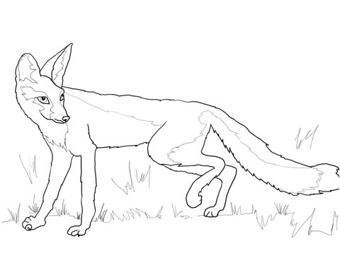 Kit Fox Coloring page