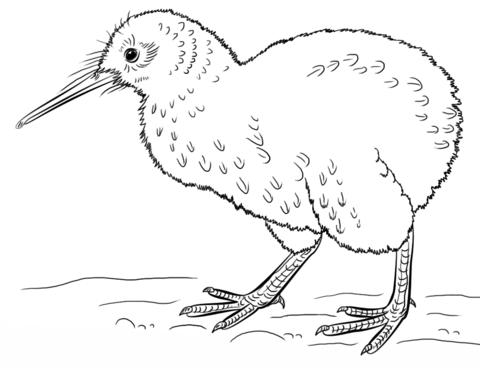 Kiwi Bird Coloring page