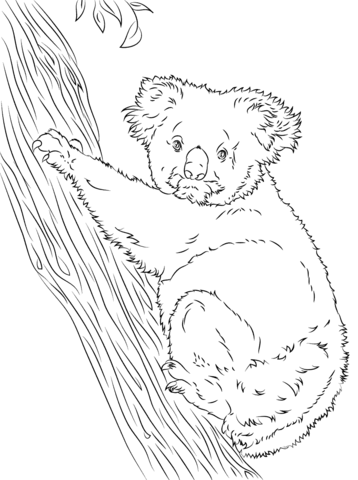 Koala Climbing a Tree  Coloring page