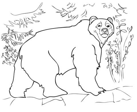 Kodiak Bear Coloring page