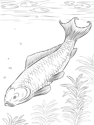 Koi Fish Coloring page