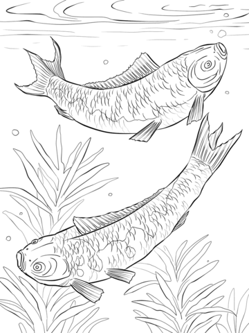 Koi Fishes Coloring page