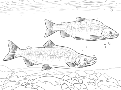 Kokanee Salmon Coloring page
