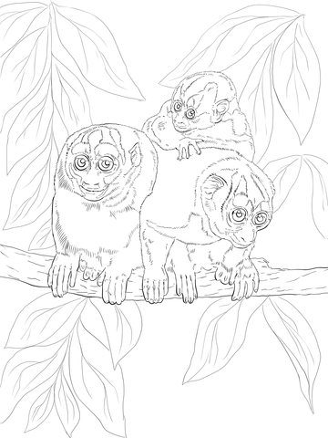 Kuhl's Night Monkey Coloring page