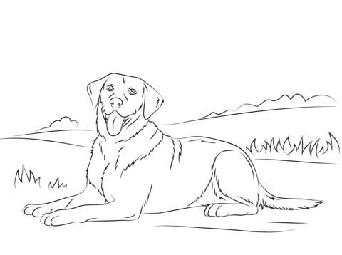 Labrador Retriever Coloring page