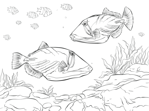 Lagoon Triggerfish Coloring page