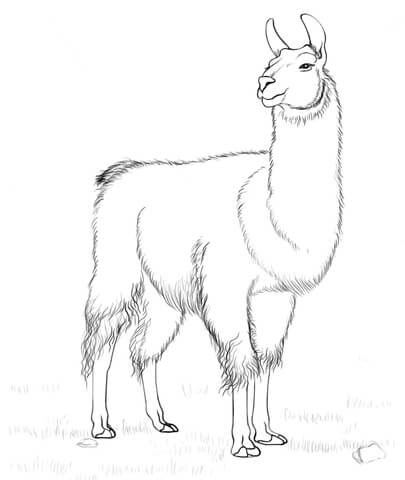 Llama Coloring page