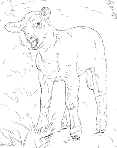 Lamb Coloring page