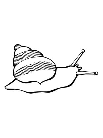 Land Snail Coloring page