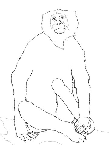 Langur Monkey Coloring page