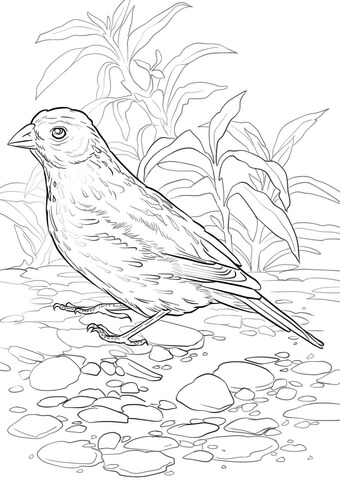 Lark Bunting Coloring page