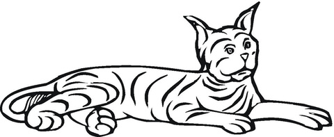Laying Bobcat  Coloring page