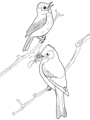 Least Flycatcher Birds Coloring page