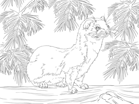 Least Weasel Coloring page
