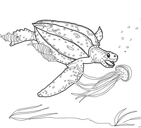 Leatherback Turtle Hunting Jellyfish Coloring page